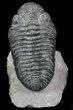 Drotops Trilobite With White Patina - Killer Specimen #69755-1